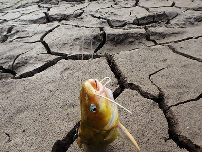 再釣長(zhǎng)壽湖水穩(wěn)黃顙魚(yú)泛濫