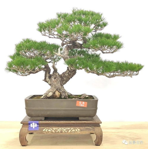 先睹為快 100張高清大圖帶你走進2021全國精品盆景展現場