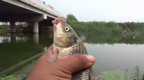 徒駭河野釣 釣魚人見縫插針一個挨一個,浮漂沉入水穩 準 狠