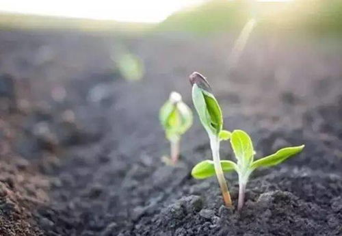 肥田三年不瘦,瘦田三年不肥 ,果園土壤肥不肥就看這一點