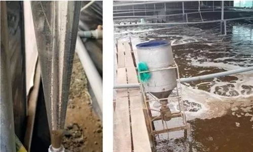 成都豐昱水產 工廠化養殖南美白對蝦關鍵技術總結