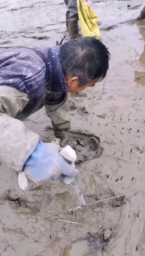 原來甲魚都藏在泥土里,一般人抓不到,漲見識了